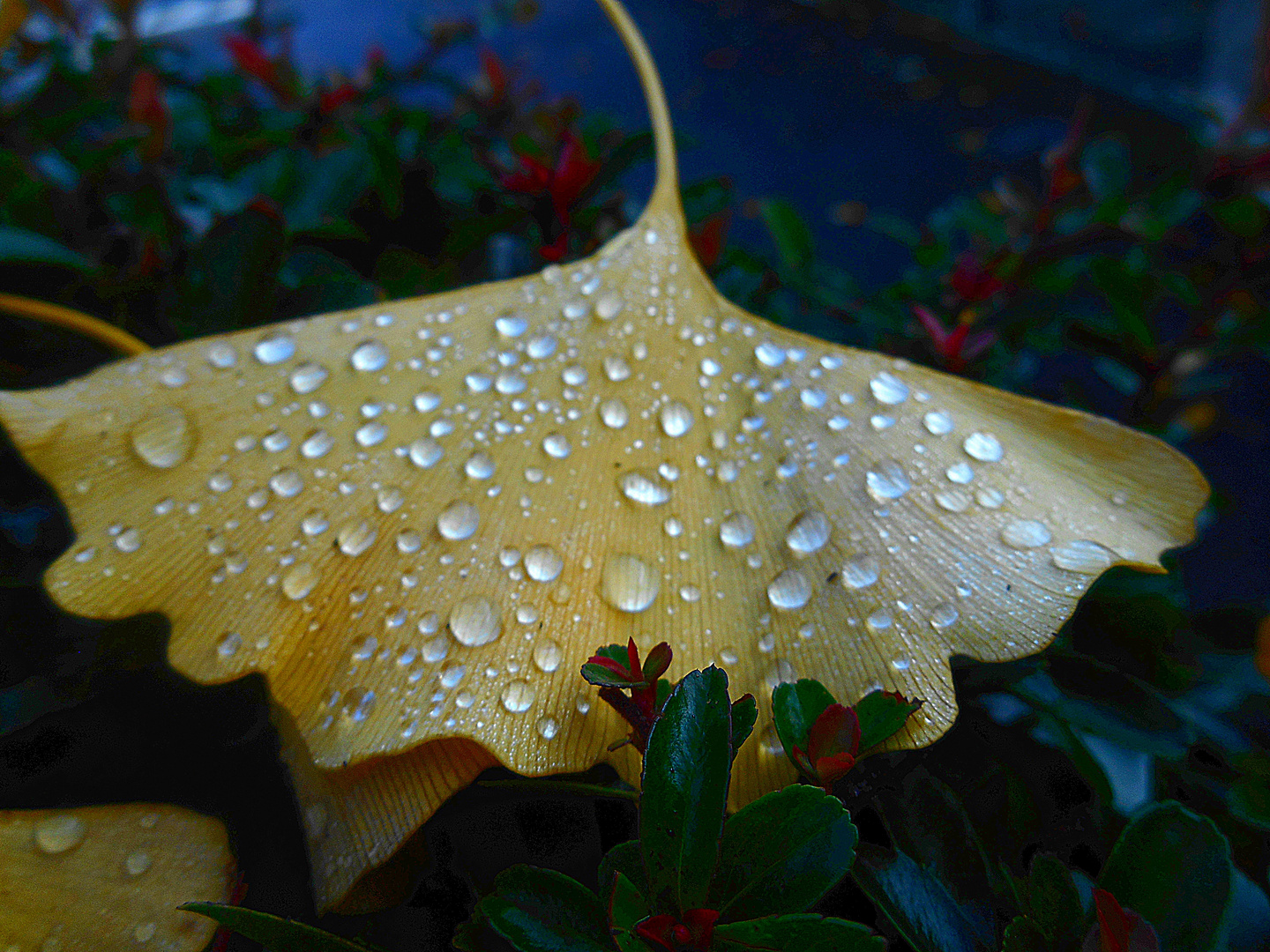 feuille de Ginkgo biloba.