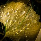 Feuille de Ginkgo sous la rosée d'automne