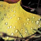 Feuille de l'arbre de ginkgo.