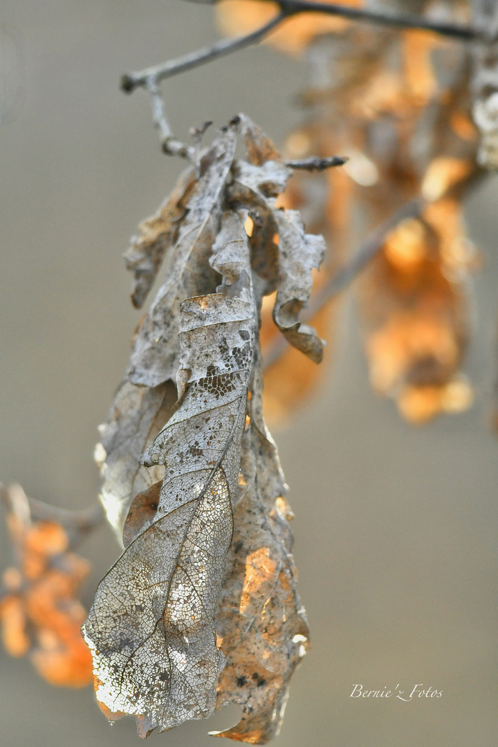 Feuille de lumière