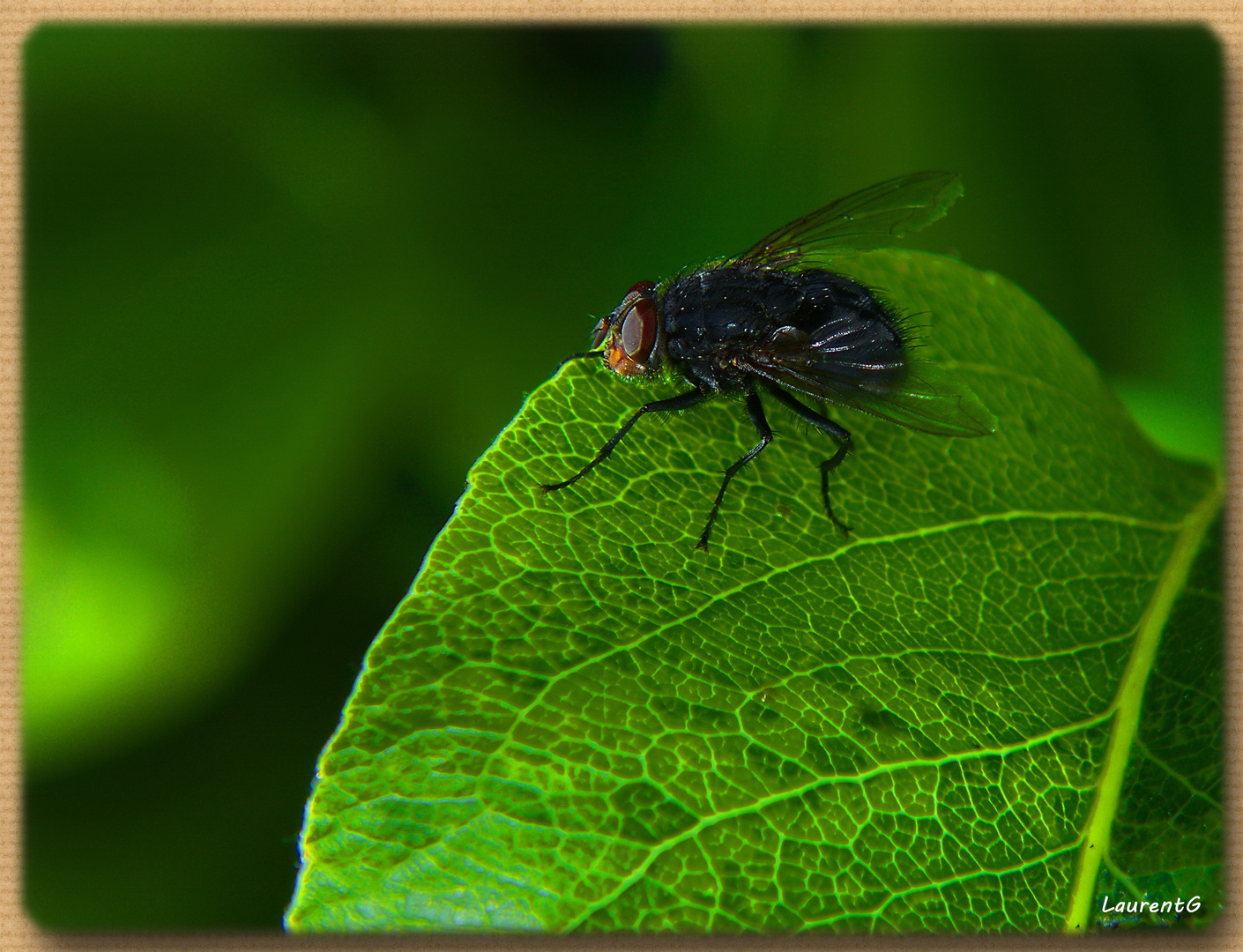 Feuille de mouche ...