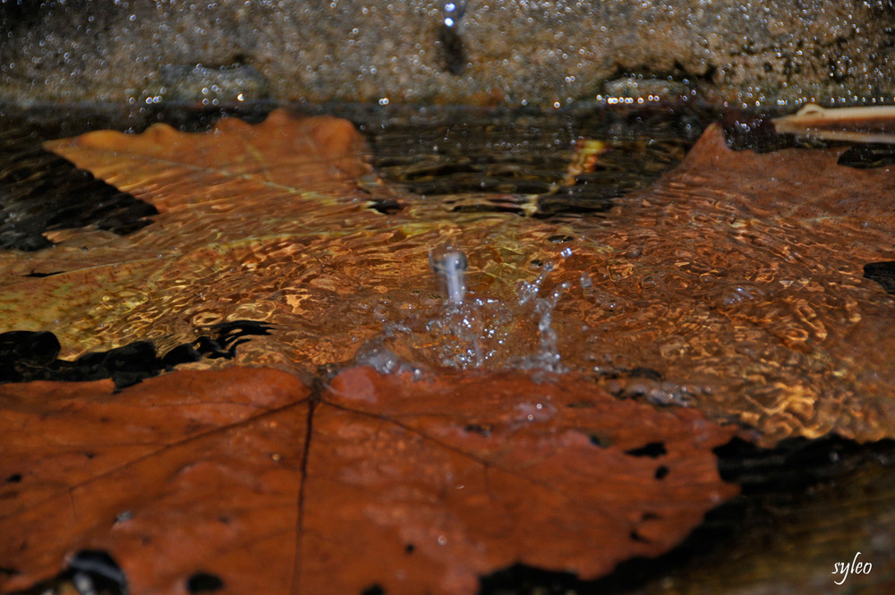 feuille de platane