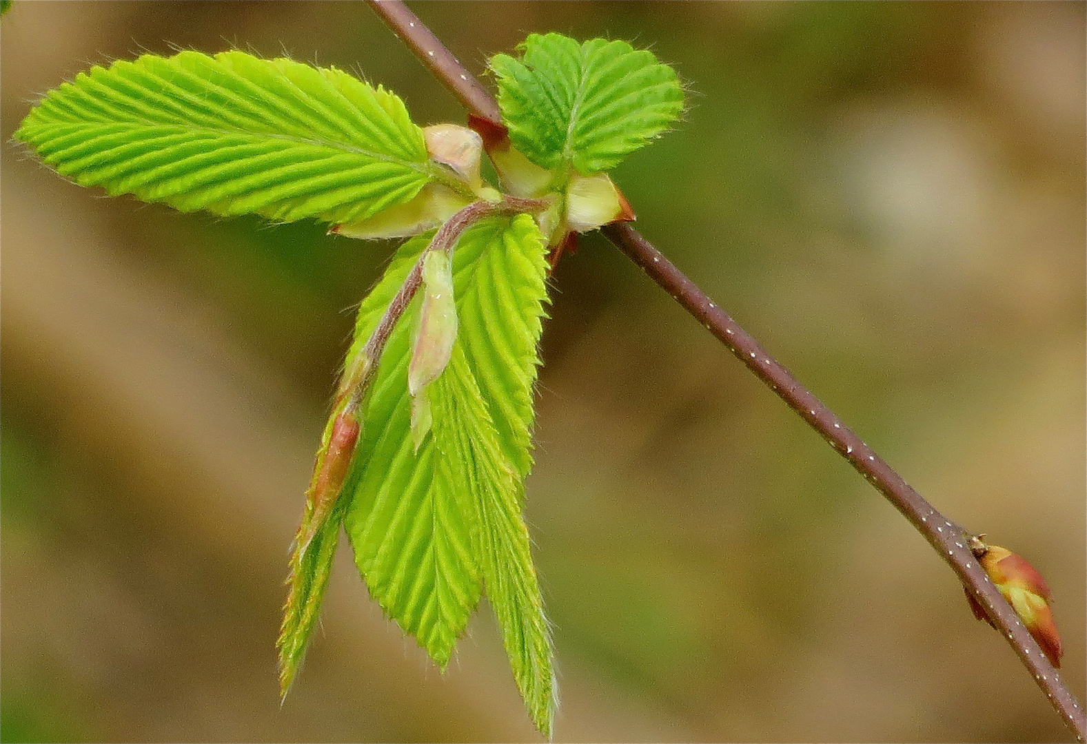 ...feuille de printemps !!!..