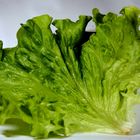 feuille de salade 