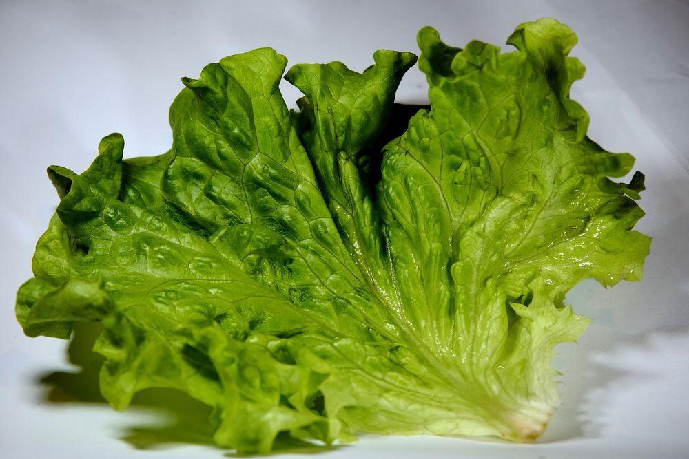 feuille de salade 