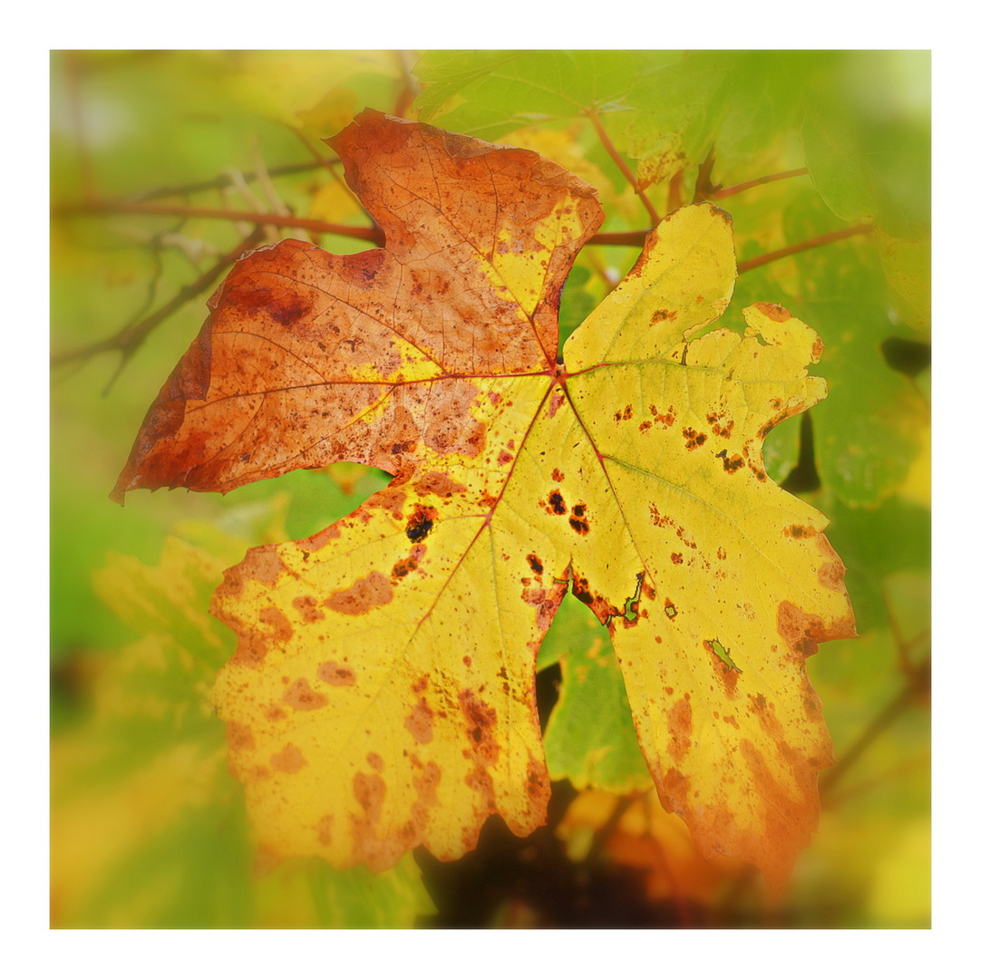 feuille de vigne