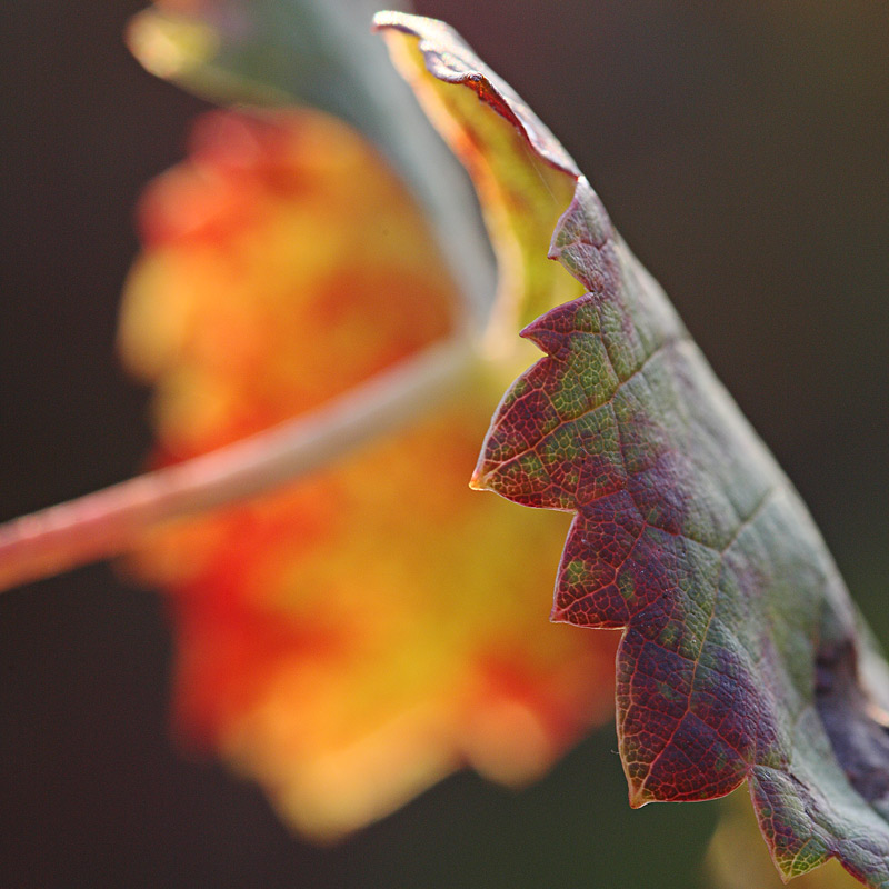 Feuille de vigne en automne - Médoc