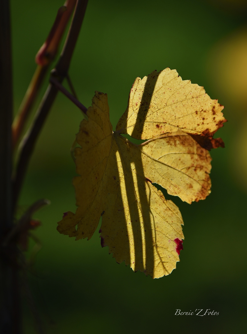 Feuille de vigne made in Alsace