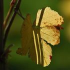 Feuille de vigne made in Alsace