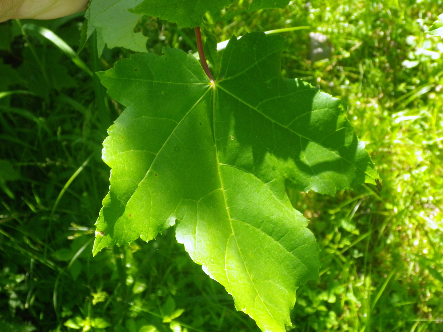 feuille d'érable