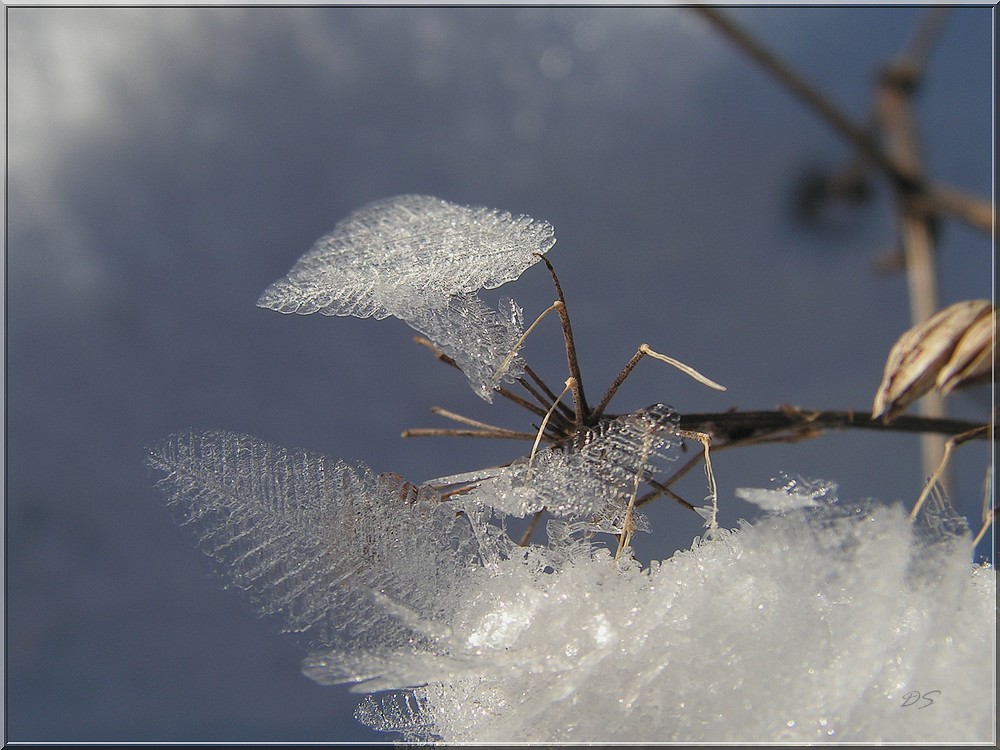 feuille d'hiver