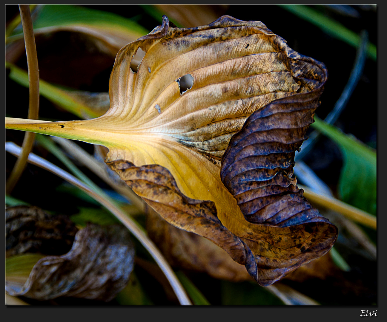 feuille d'hosta