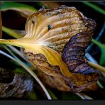 feuille d'hosta