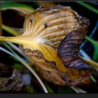 feuille d'hosta