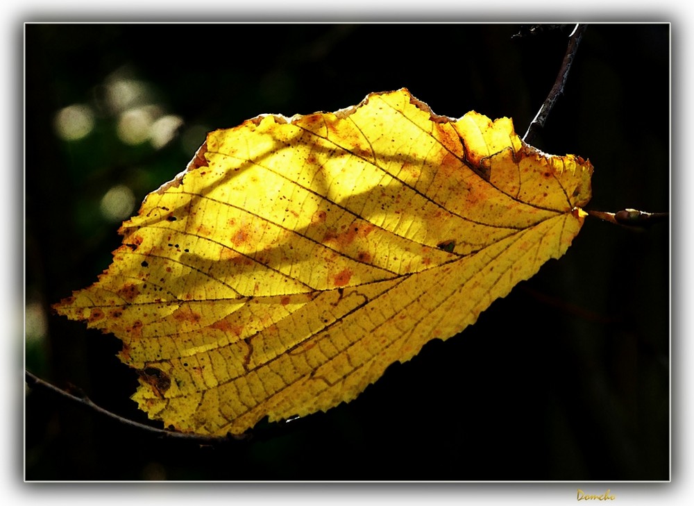 Feuille d'or