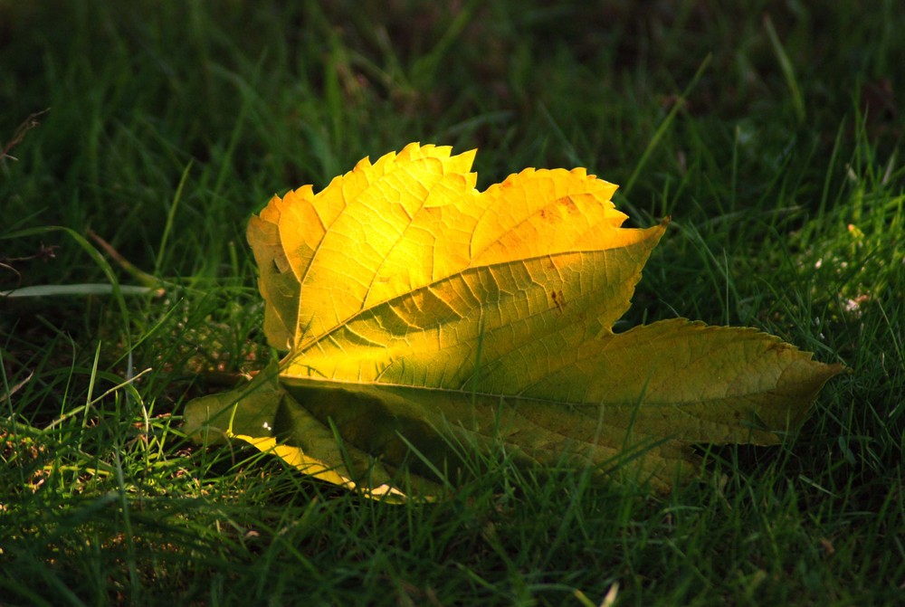 Feuille d'Or de LiLibri83 