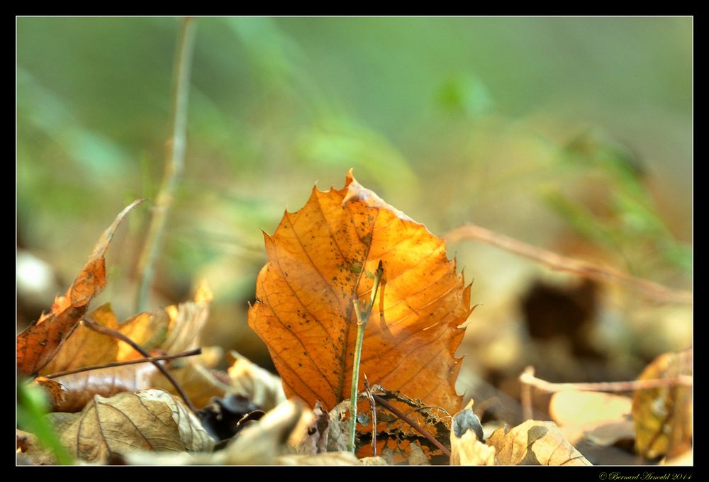 Feuille d'or