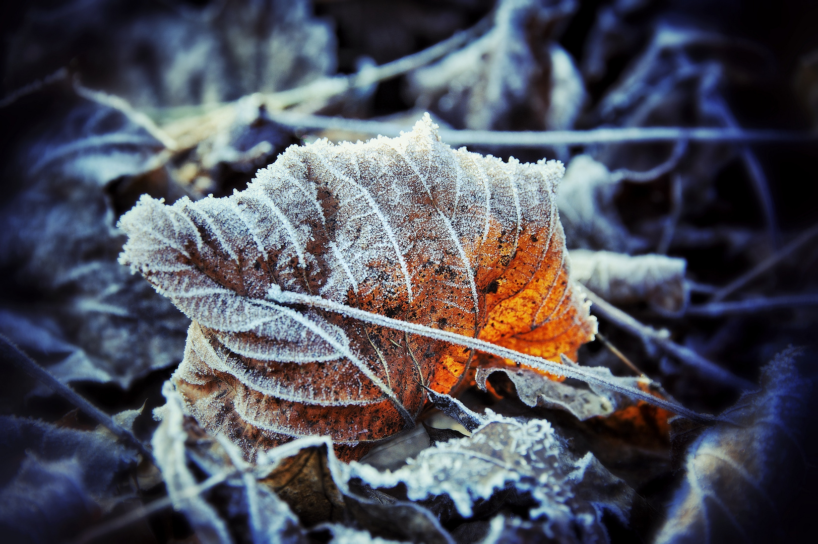 Feuille en automne