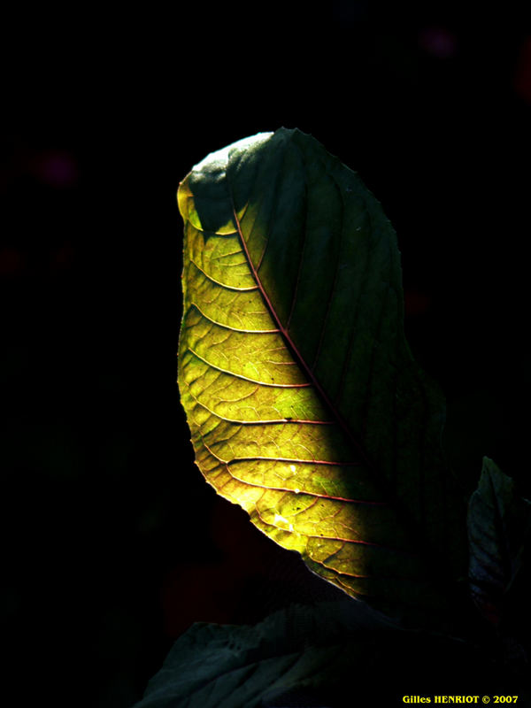 feuille ensoleillée en sous-bois