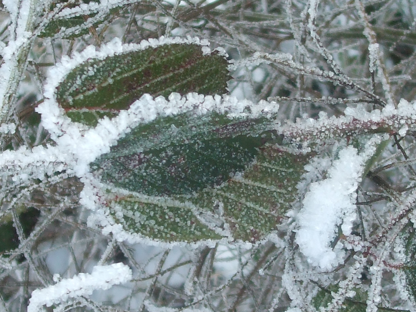 Feuille Givrée