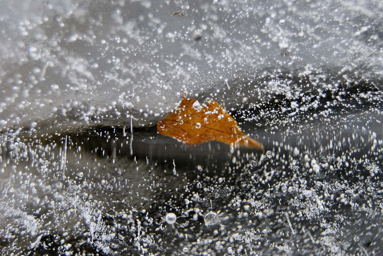 Feuille glacé