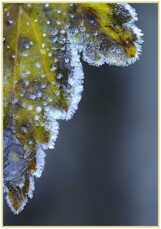 Feuille glacé et coupé