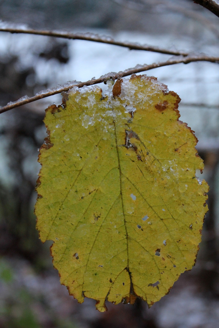 Feuille + ice.