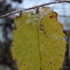 Feuille + ice.