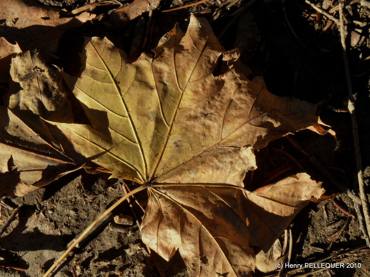 Feuille morte