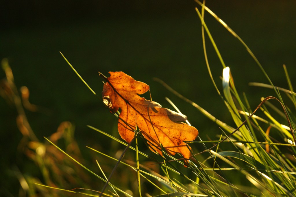 Feuille morte