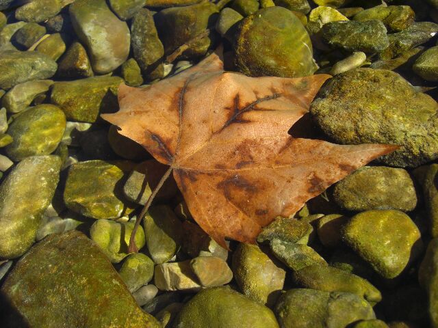 feuille morte dans la riviere