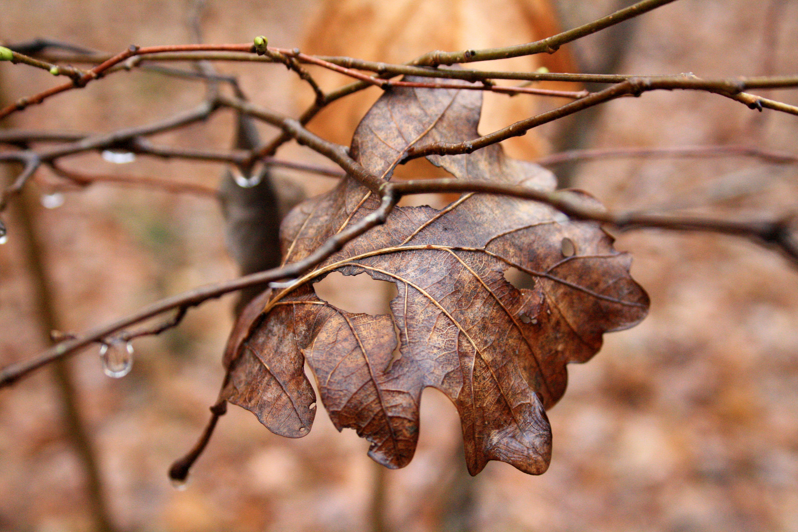 Feuille morte