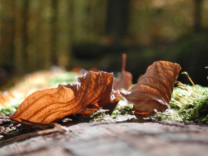 feuille morte sur tronc de Pin