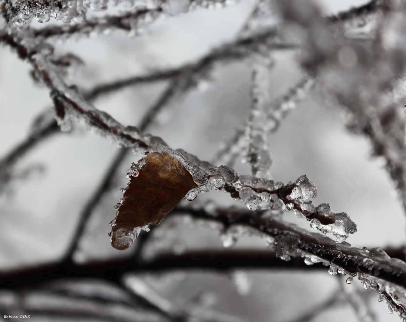 Feuille prise dans la glace