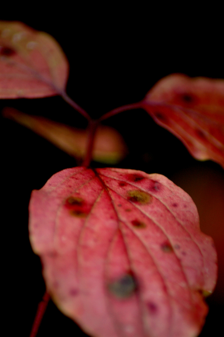 feuille rouge