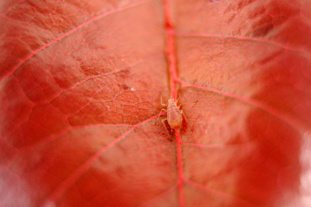 Feuille rouge