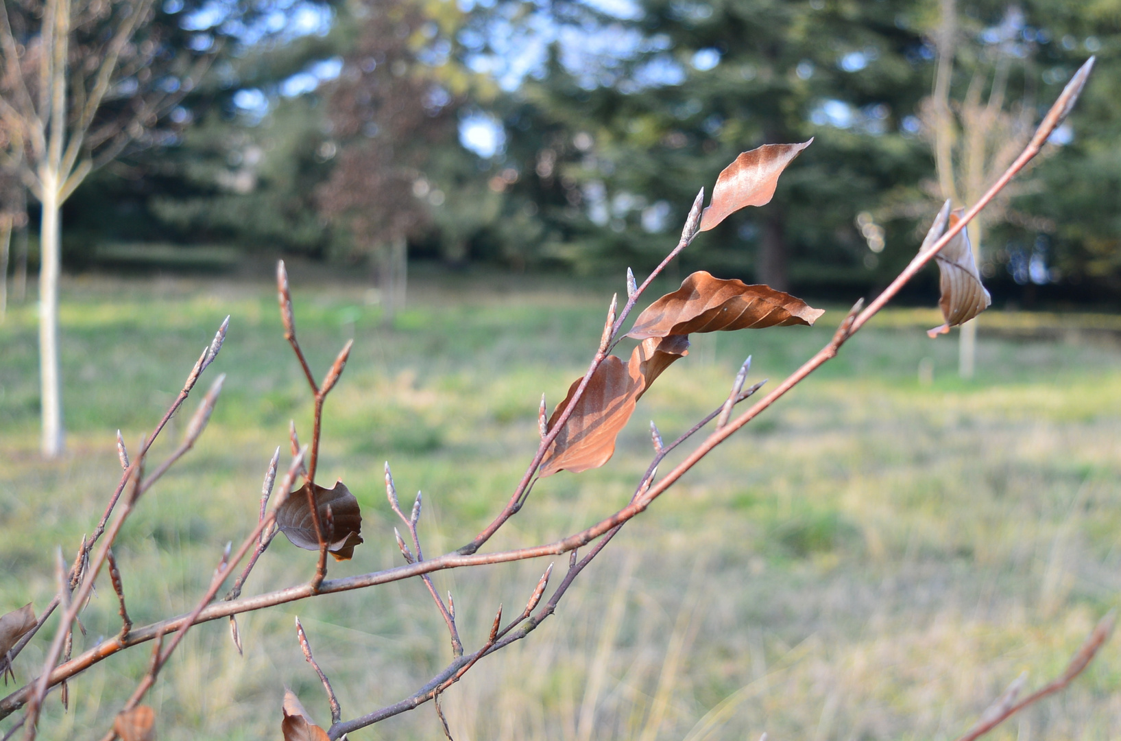 feuille rousse