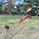 feuille rousse