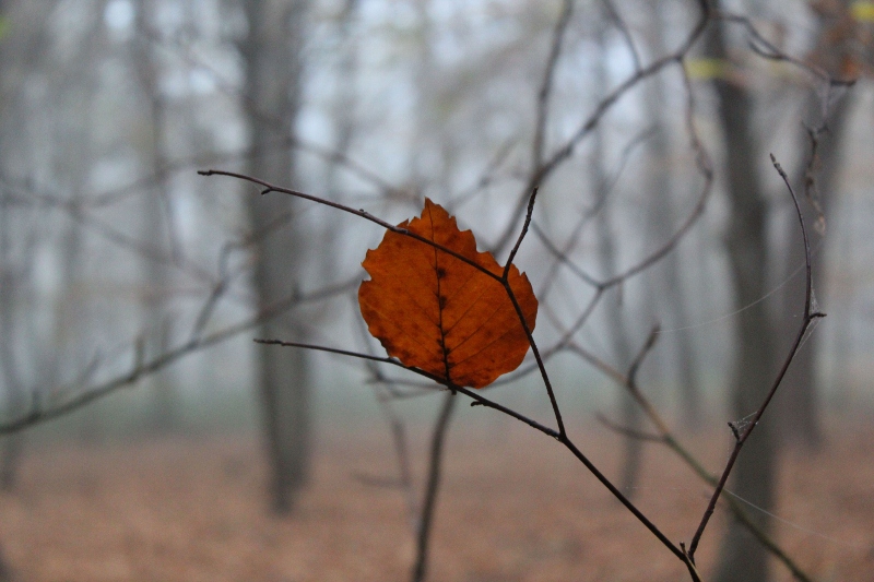 feuille seul