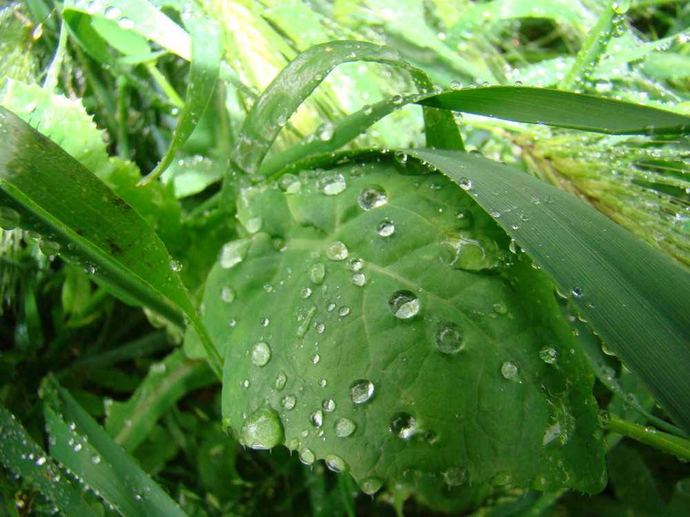 Feuille sous la pluie