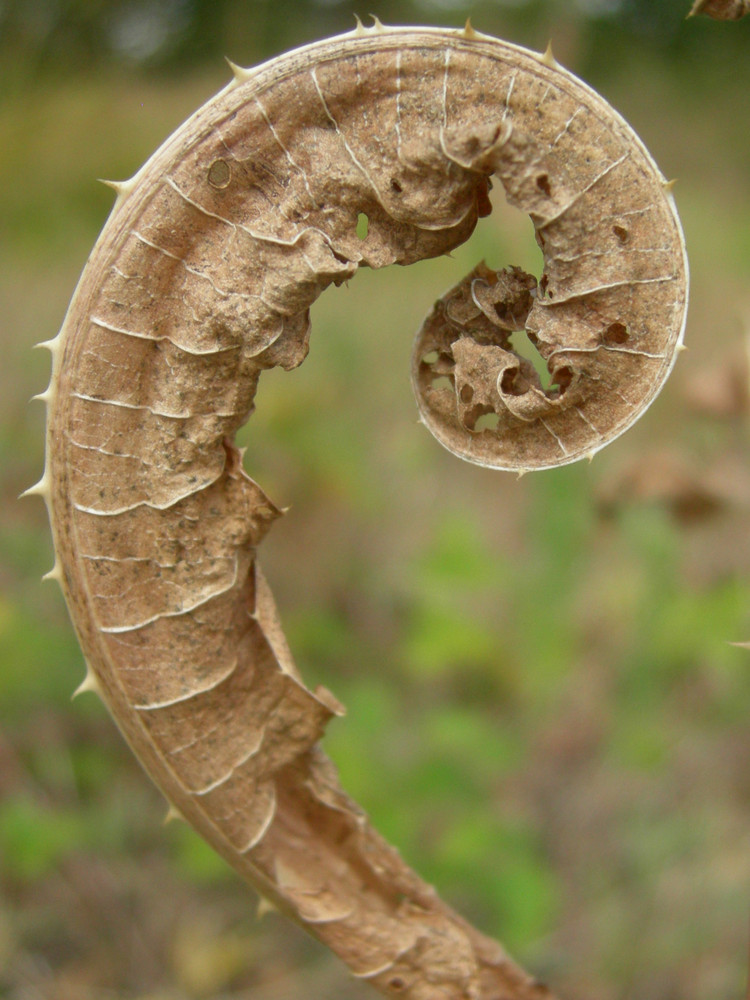 feuille spiralée