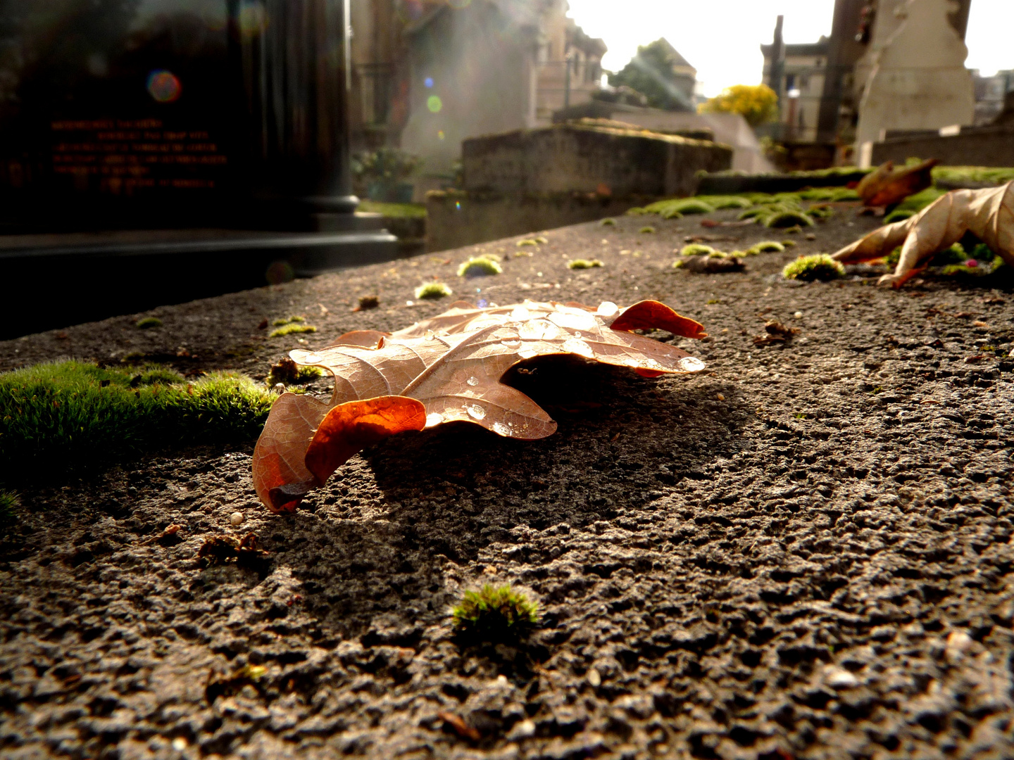 Feuille tombée sur une tombe