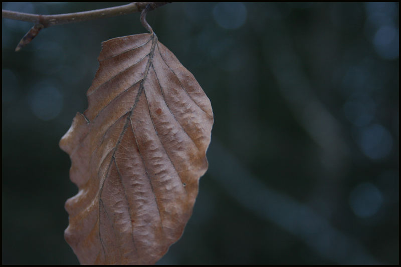 Feuille...morte ?