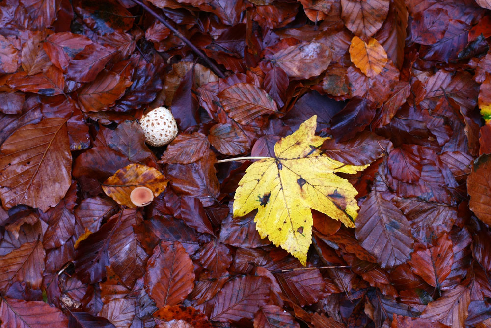 feuilles