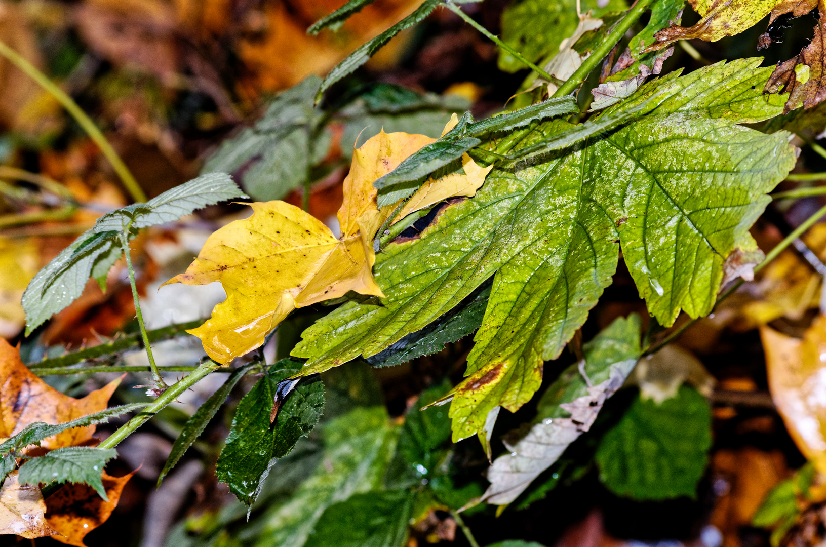 Feuilles