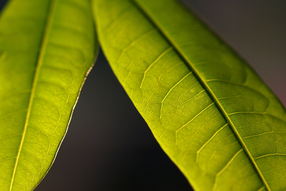 feuilles