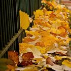 ... feuilles !!!...