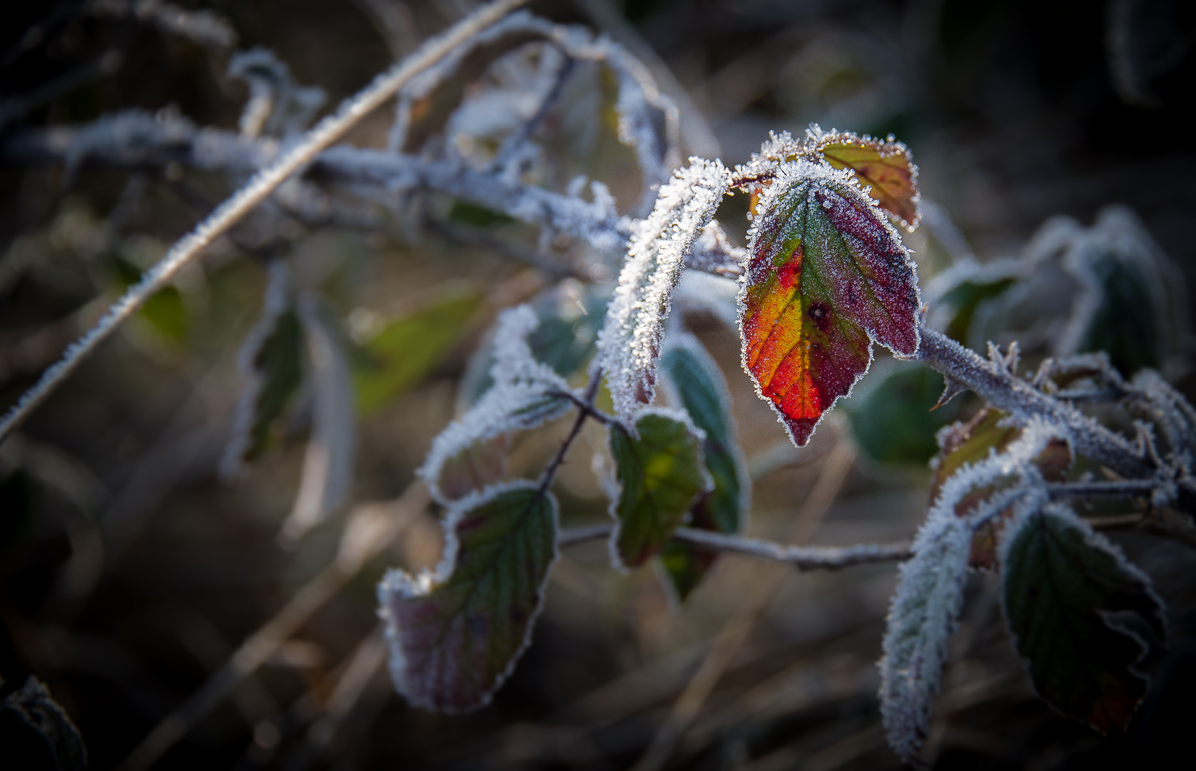 Feuilles