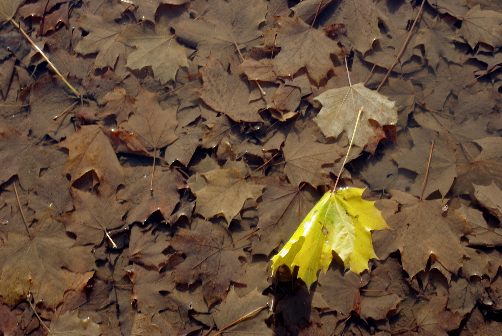 feuilles