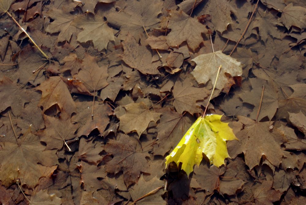 feuilles de decaen 